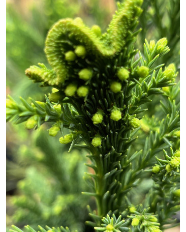 Cryptomeria japonica Cristata
