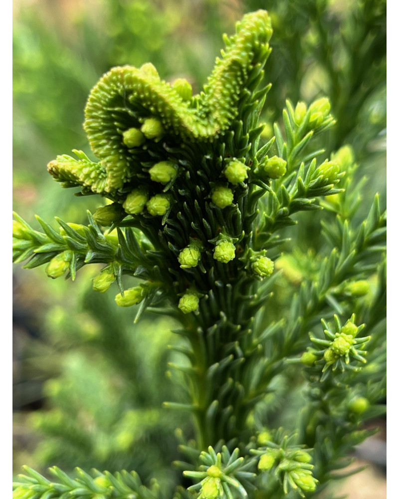 Cryptomeria japonica Cristata, Hahnenkamm-Sicheltanne