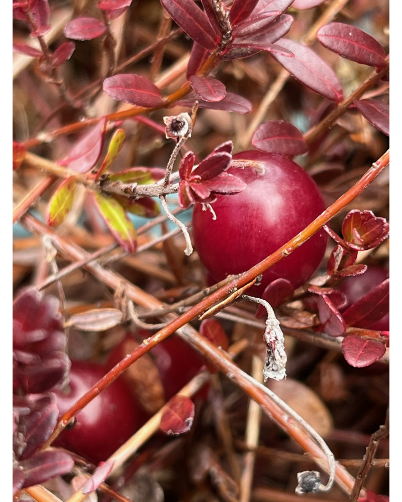 Cranberry, Kranichbeere, Vaccinium macrocarpon