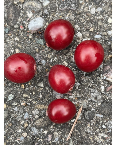 Cranberry, Moosbeere