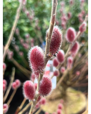 Salix gracilistyla Mount Aso, Rote Kätzchenweide