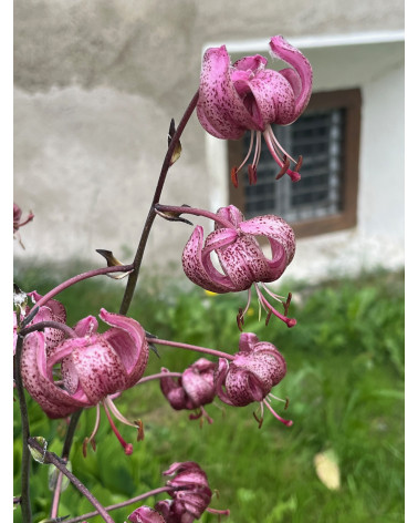 Lilium martagon, Einheimische Türkenbundlilie