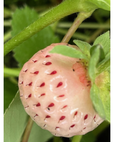 Erdbeere Weisse Ananas, Fragaria