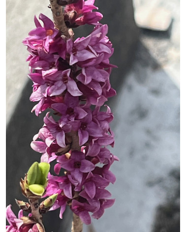 Daphne mezereum, Seidelbast, einheimisch