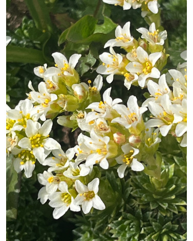 Saxifraga apiculata ALBA weiss