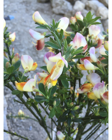 Cytisus Firefly