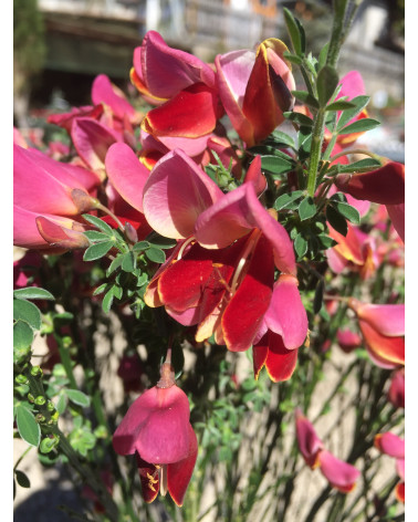 Cytisus scoparius Palette