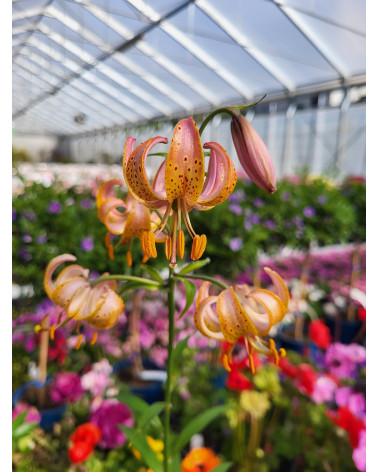 Lilium martagon Guinea Gold, Gelbe Türkenbundlilie
