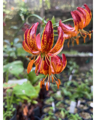 Lilium martagon Claude Shride