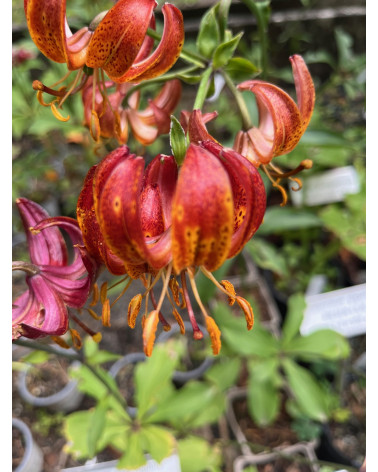 Lilium martagon Claude Shride