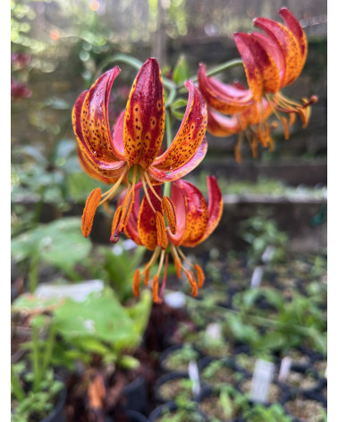 Lilium martagon Claude Shride