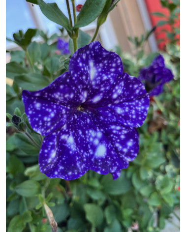 Sternenhimmepetunie, violett-weiss gesprenkelt.