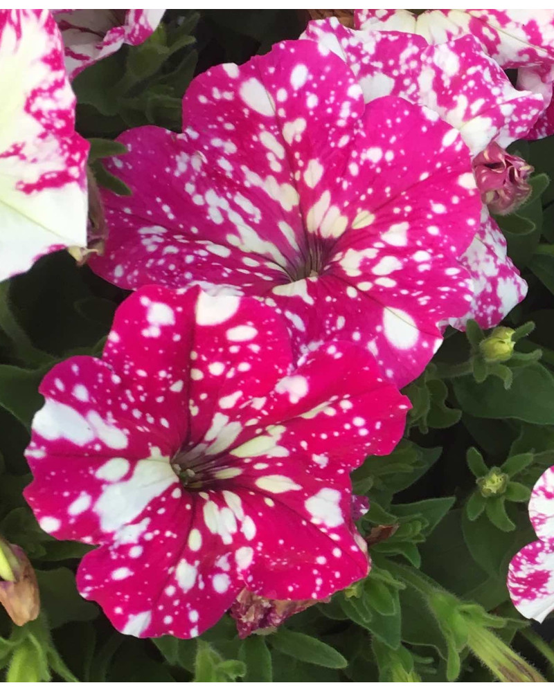 Sternenhimmel-Petunie rosa-gesprenkelt Sternenhimmel-Petunie rosa-gesprenkelt