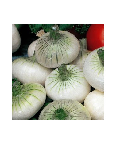 Weisse Pariser 