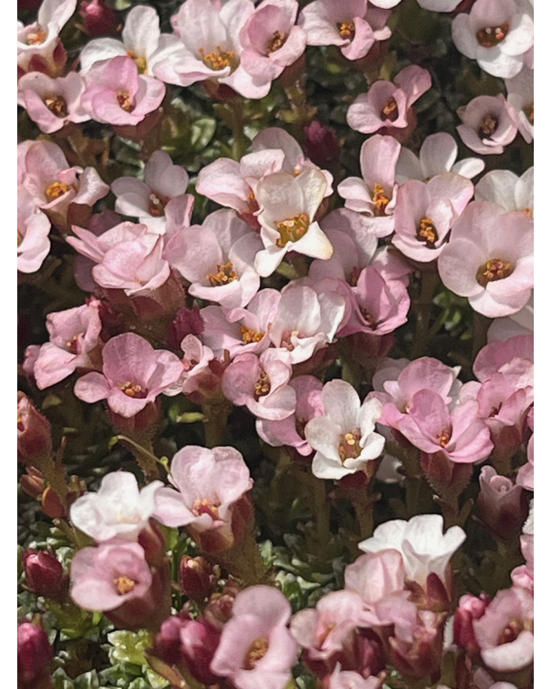 Saxifraga x irvingii De Leeuw
