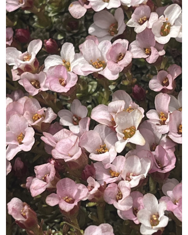 Saxifraga x irvingii De Leeuw