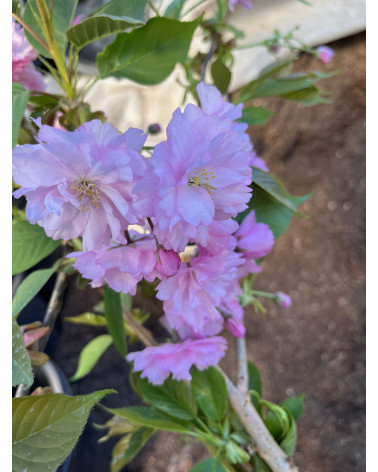 Prunus serrulata Kanzan, Japanische Zierkirsche Pflanze