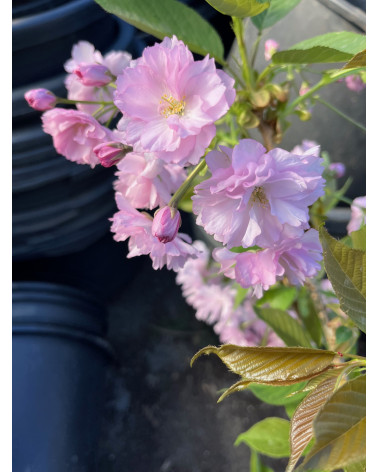 Prunus serrulata Kanzan, Japanische Nelkenkirsche