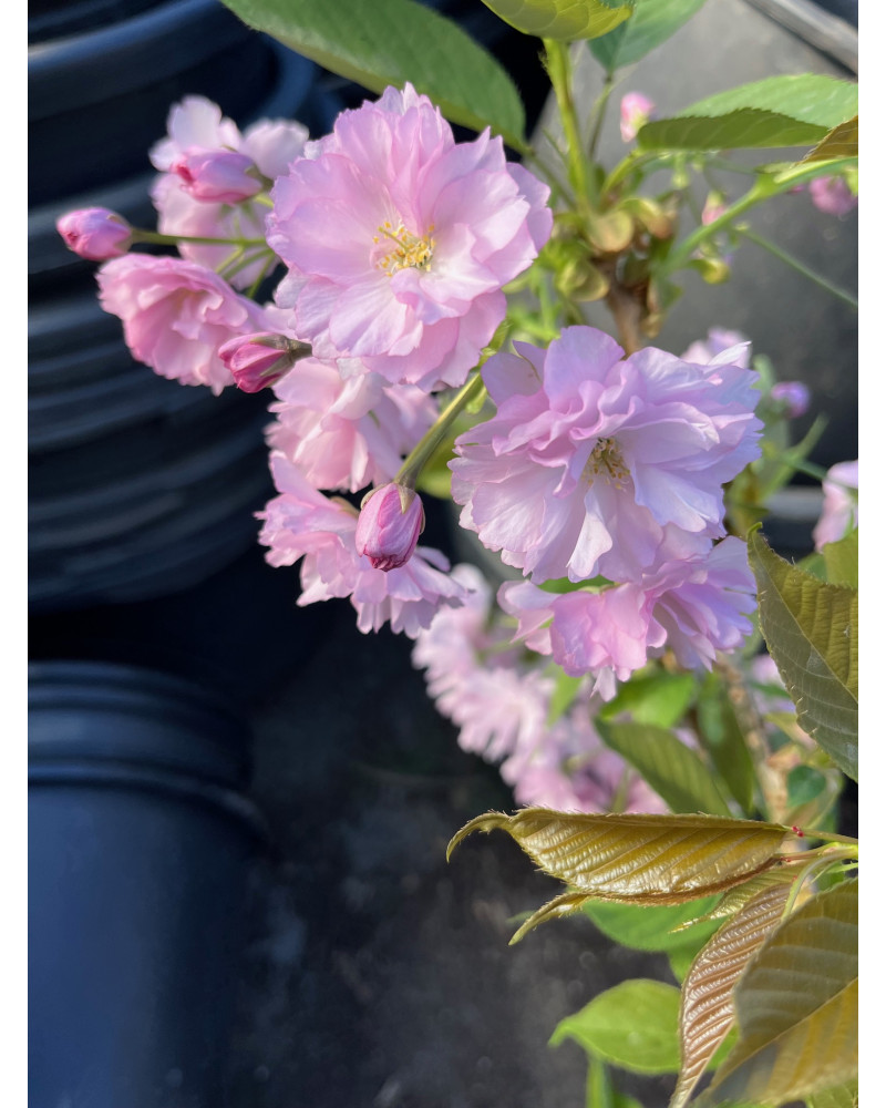 Prunus serrulata Kanzan, Japanische Nelkenkirsche