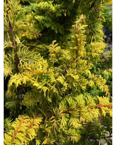 Chamaecyparis obtusa Fernspray Gold, Zwerg-Hinoki-Scheinzypresse
