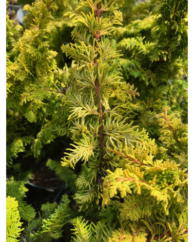 Chamaecyparis obtusa Fernspray Gold, Zwerg-Hinoki-Scheinzypresse Chamaecyparis obtusa Fernspray Gold, Zwerg-Hinoki-Scheinzypresse