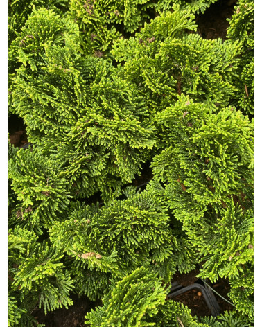 Muschelzypresse, Chamaecyparis obtusa Nana Gracilis
