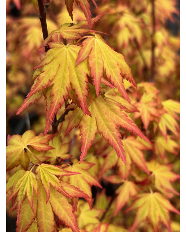 Acer palmatum Orange Dream