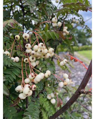 Sorbus koehneana Filisur