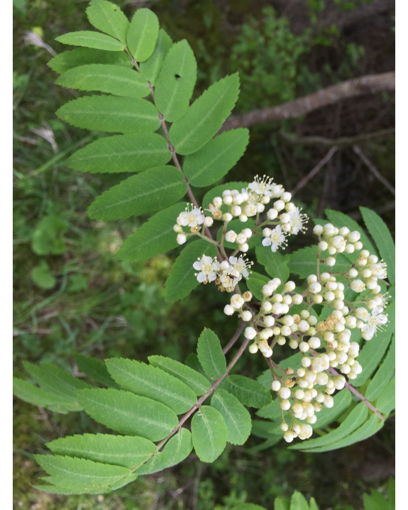 Sorbus aucuparia Filisur Sorbus aucuparia Filisur
