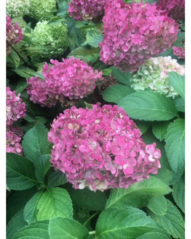 Hydrangea Pink Annabelle, Ball-Hortensie rosa