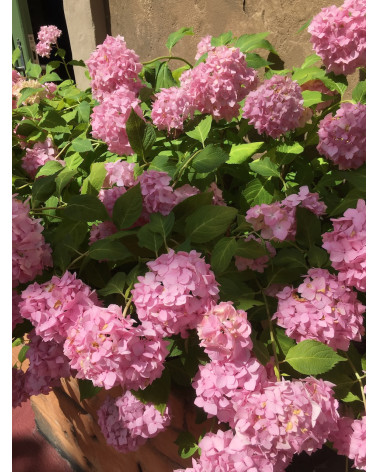 Hydrangea arborescens Pink Annabelle
