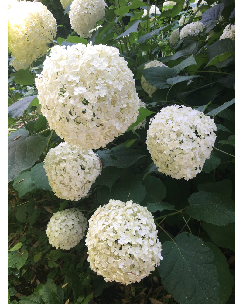 Hydrangea Annabelle Filisur