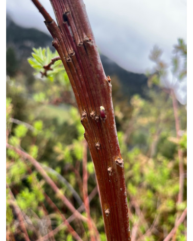 Salix udensis Sekka, Amurweide