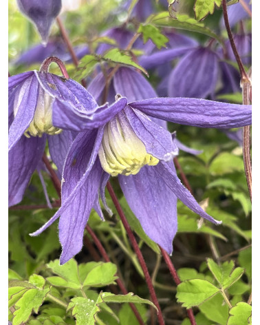Alpenwaldrebe, Clematis alpina