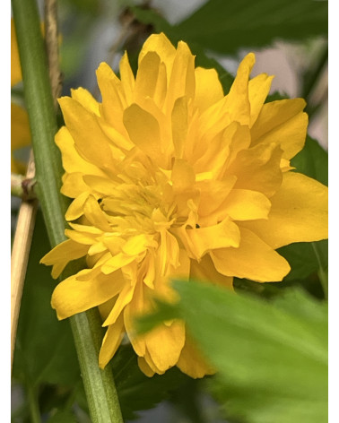 Kerria japonica Pleniflora