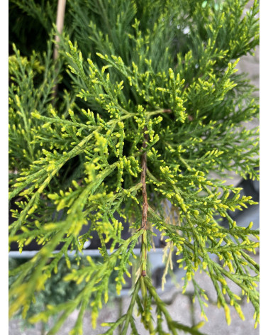 Juniperus pfizeriana Old Gold