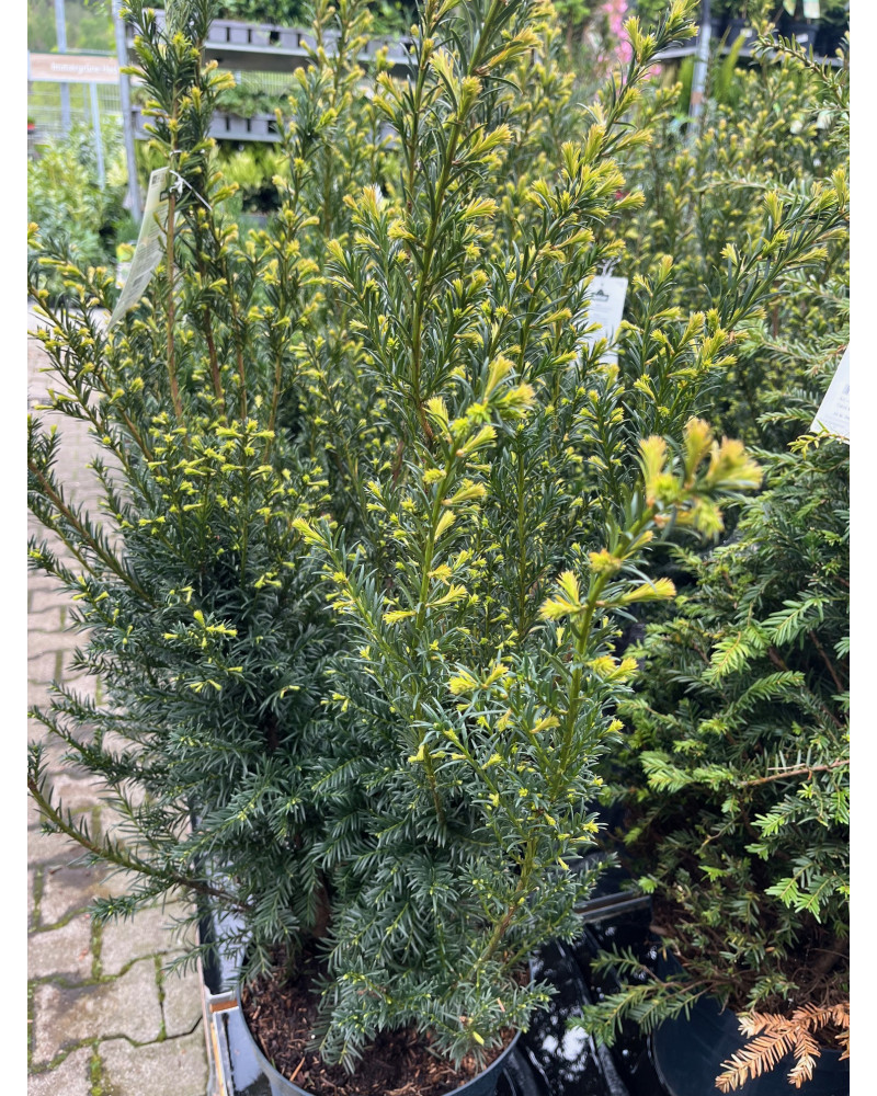 Eibe einheimisch, Taxus baccata Pflanze