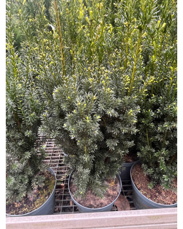 Eibe, Taxus baccata