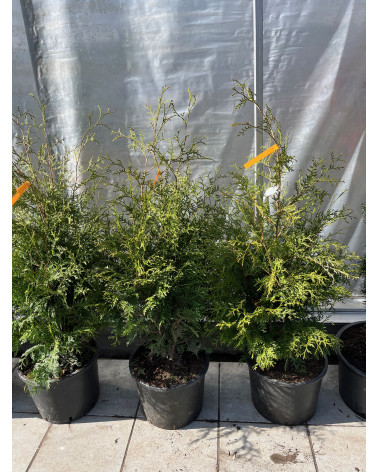 Thuja occidentalis Brabant