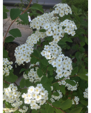 Spiraea x vanhouttei, Prachtspiere