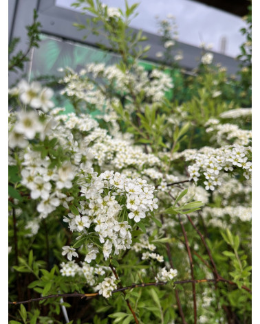 Spiraea arguta, Brautspiere
