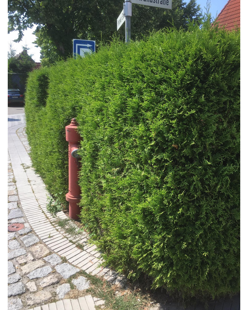 Thuja Smaragd, Sulenlebensbaum (Thuja occidentalis Smaragd) Pflanze