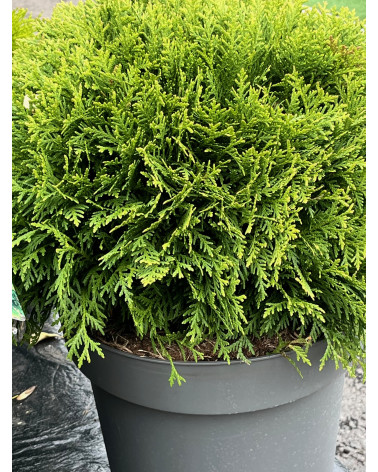 Kugel-Thuja, Thuja occidentalis Danica Kugel-Thuja, Thuja occidentalis Danica