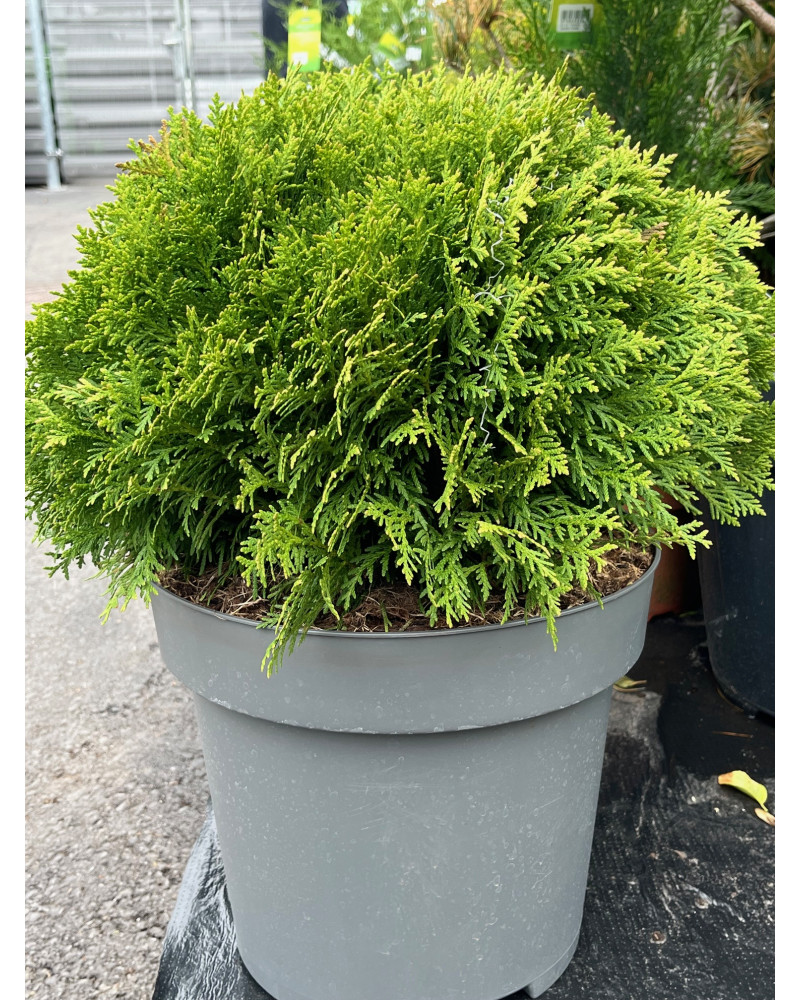 Kugel-Thuja, Thuja occidentalis Danica Kugel-Thuja, Thuja occidentalis Danica
