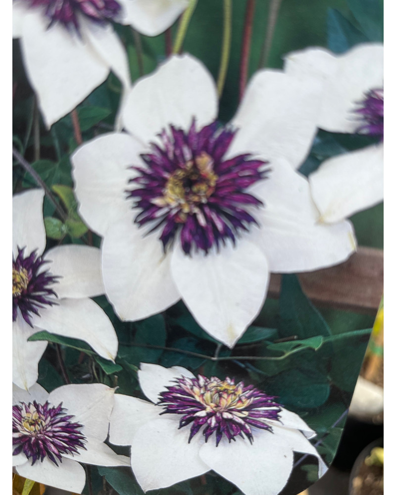 Clematis florida Bicolor, Clematis florida var. sieboldiana