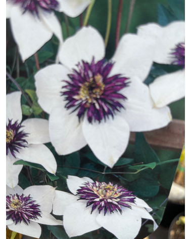 Clematis florida Bicolor, Clematis florida var. sieboldiana