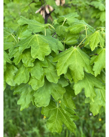 Acer campestre, Feldahorn