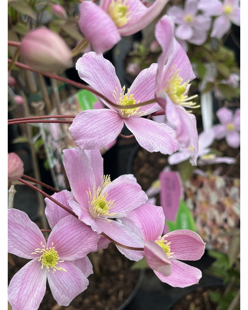 Clematis montana var. rubens, Anemonen-Waldrebe