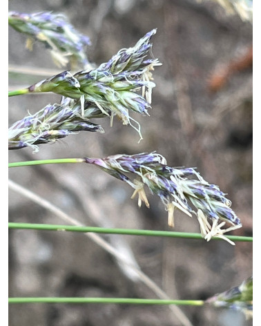 Sesleria caerulea, Sesleria varia