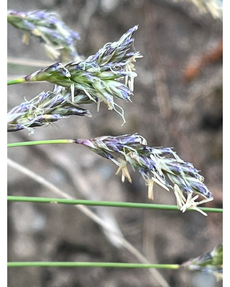 Sesleria caerulea, Sesleria varia